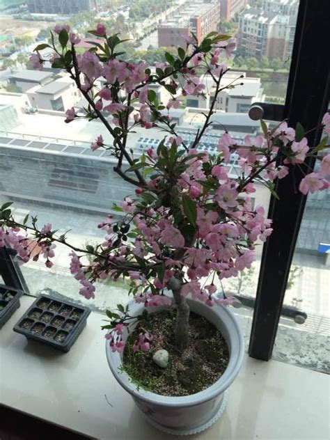 櫻花樹盆栽 沙發背窗